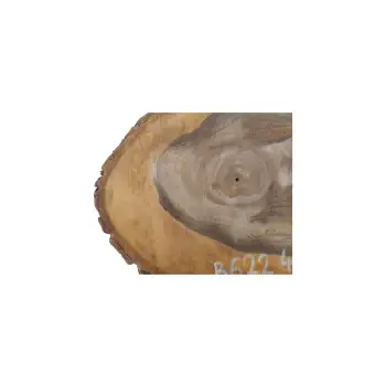Plaster Orzecha Włoskiego 43x34x5cm