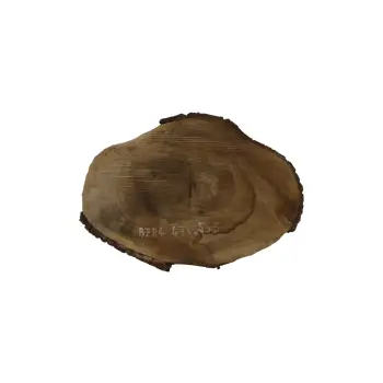 Plaster Orzecha Włoskiego 47x35x5cm