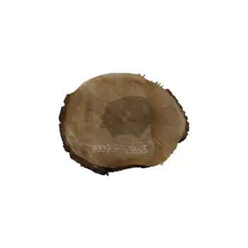 Plaster Orzecha Włoskiego 40x36x5cm