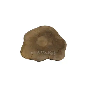 Plaster Orzecha Włoskiego 33x31x3cm