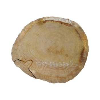 Plaster Dębowy 44x38x5cm Dąb