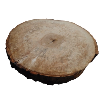 Plaster Kasztanowca 48x46x5cm