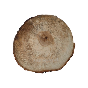 Plaster Kasztanowca 46x44x6cm