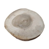 Plaster Orzecha Włoskiego 44x39x4,5cm