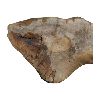 Plaster Orzecha Włoskiego 91x33x7,5cm