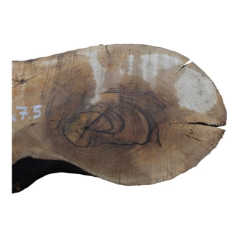 Plaster Orzecha Włoskiego 91x33x7,5cm