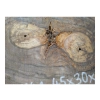 Plaster Orzecha Włoskiego 45x30x4cm