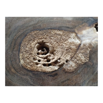 Plaster Orzecha Włoskiego 39x34x4cm