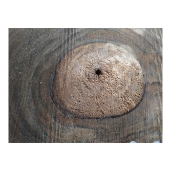 Plaster Orzecha Włoskiego 36x35x4cm