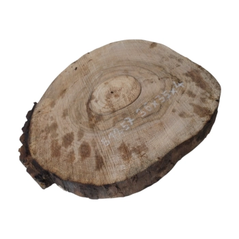 Plaster Orzecha Włoskiego 36x35x4cm