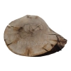 Plaster Orzecha Włoskiego 35x29x4cm
