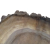 Plaster Orzecha Włoskiego 55x46x7cm
