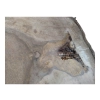 Plaster Orzecha Włoskiego 59x46x5cm