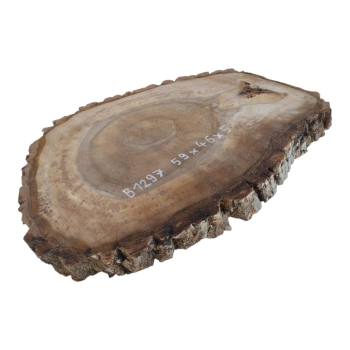 Plaster Orzecha Włoskiego 59x46x5cm