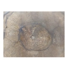Plaster Orzecha Włoskiego 55x47x6cm