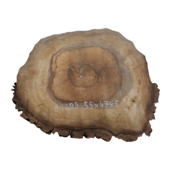 Plaster Orzecha Włoskiego 55x47x6cm