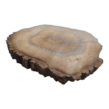 Plaster Orzecha Włoskiego 55x47x6cm