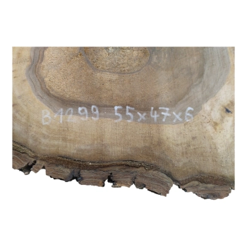 Plaster Orzecha Włoskiego 55x47x6cm