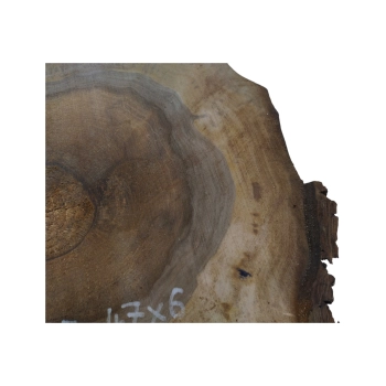 Plaster Orzecha Włoskiego 55x47x6cm