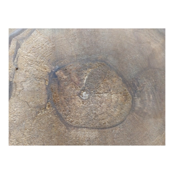 Plaster Orzecha Włoskiego 55x47x6cm