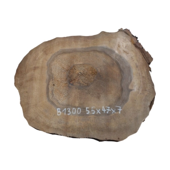 Plaster Orzecha Włoskiego 55x47x7cm