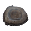 Plaster Orzecha Włoskiego 53x45x6cm