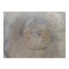 Plaster Orzecha Włoskiego 53x45x6cm