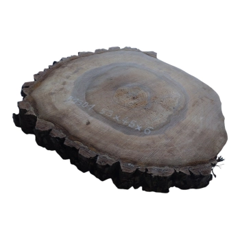 Plaster Orzecha Włoskiego 53x45x6cm