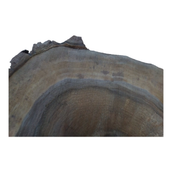 Plaster Orzecha Włoskiego 53x45x6cm