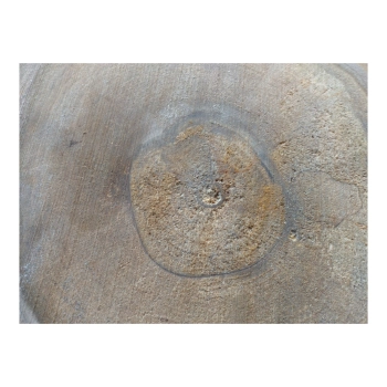 Plaster Orzecha Włoskiego 53x45x6cm
