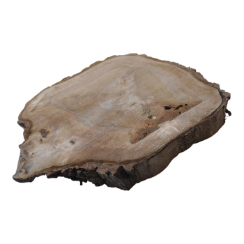 Plaster Orzecha Włoskiego 61x57x7cm