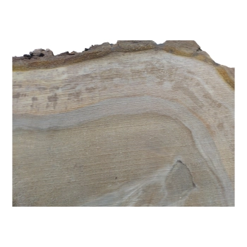 Plaster Orzecha Włoskiego 61x57x7cm