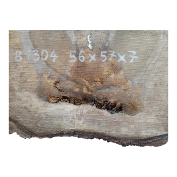 Plaster Orzecha Włoskiego 56x57x7cm