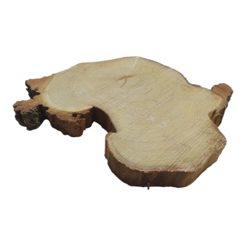 Plaster Akacji 32x25x3cm