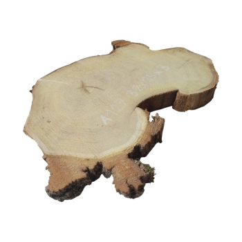 Plaster Akacji 32x25x3cm