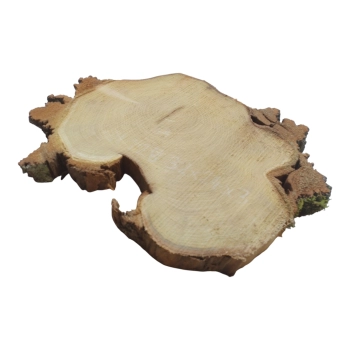 Plaster Akacji 32x24x3cm