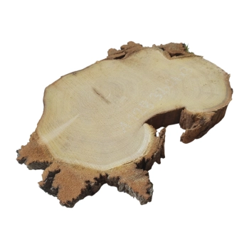 Plaster Akacji 32x24x3cm