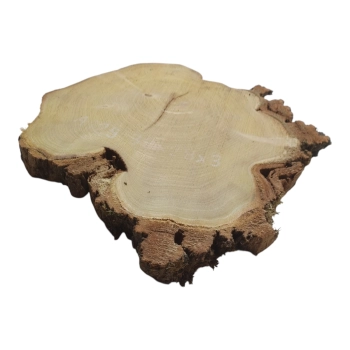 Plaster Akacji 32x28x3cm