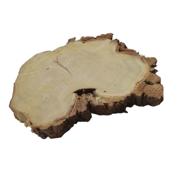 Plaster Akacji 32x28x3cm