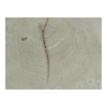 Plaster Akacji 32x28x3cm