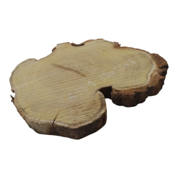 Plaster Akacji 30x25x3cm