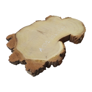 Plaster Akacji 32x25x3cm