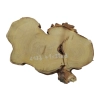 Plaster Akacji 41x23x3cm