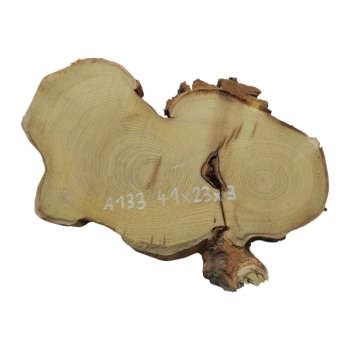 Plaster Akacji 41x23x3cm