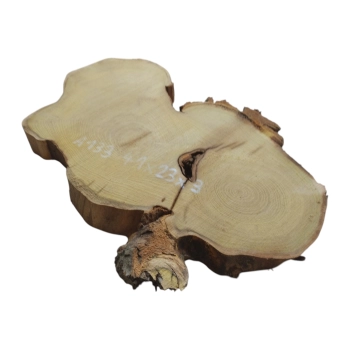 Plaster Akacji 41x23x3cm