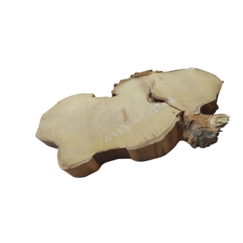 Plaster Akacji 41x23x3cm