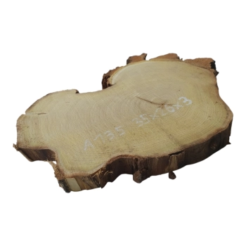 Plaster Akacji 35x26x3cm