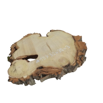 Plaster Akacji 32x32x3cm