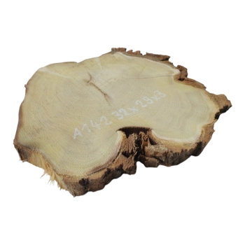 Plaster Akacji 32x29x3cm