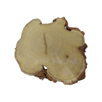 Plaster Akacji 30x27x3cm